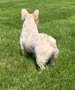 "Pearl" Female Platinum Fluffy French Bulldog