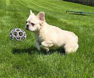 "Pearl" Female Platinum Fluffy French Bulldog