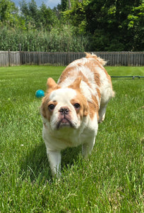 "Pistachio" Female Fluffy Pied Fawn French Bulldog [CLAIMED]