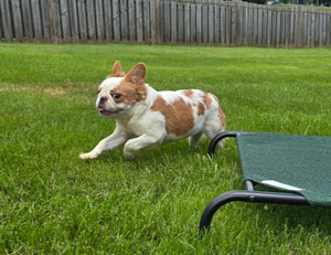 "Pistachio" Female Fluffy Pied Fawn French Bulldog [CLAIMED]