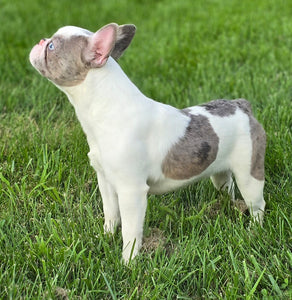 "Pamela" Female Merle Pied French Bulldog [CLAIMED]