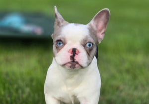 "Pamela" Female Merle Pied French Bulldog [CLAIMED]