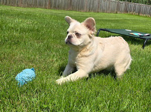 "Pearl" Female Platinum Fluffy French Bulldog