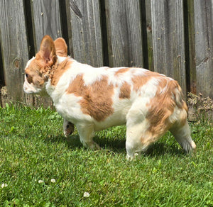 "Pistachio" Female Fluffy Pied Fawn French Bulldog [CLAIMED]