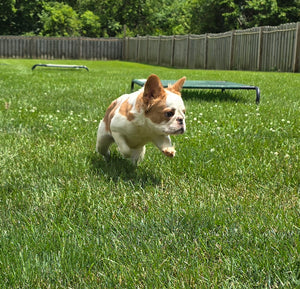 "Pistachio" Female Fluffy Pied Fawn French Bulldog [CLAIMED]