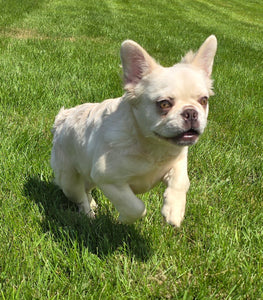 "Pearl" Female Platinum Fluffy French Bulldog