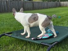 Load image into Gallery viewer, &quot;Pamela&quot; Female Merle Pied French Bulldog [CLAIMED]