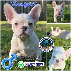 “Dwight” Male French Bulldog