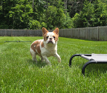 Load image into Gallery viewer, &quot;Pistachio&quot; Female Fluffy Pied Fawn French Bulldog [CLAIMED]