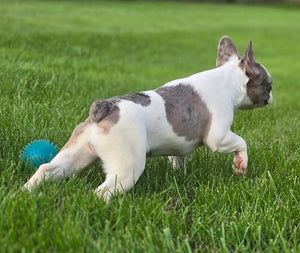 "Pamela" Female Merle Pied French Bulldog [CLAIMED]