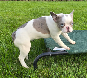 "Pamela" Female Merle Pied French Bulldog [CLAIMED]