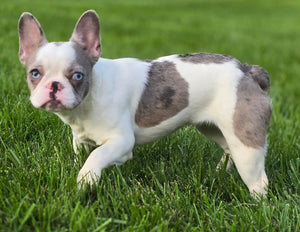 "Pamela" Female Merle Pied French Bulldog [CLAIMED]