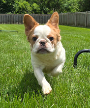 Load image into Gallery viewer, &quot;Pistachio&quot; Female Fluffy Pied Fawn French Bulldog [CLAIMED]