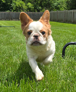 "Pistachio" Female Fluffy Pied Fawn French Bulldog [CLAIMED]