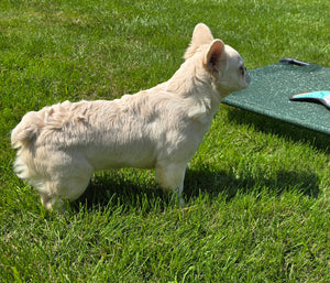 "Pearl" Female Platinum Fluffy French Bulldog