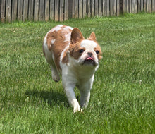 Load image into Gallery viewer, &quot;Pistachio&quot; Female Fluffy Pied Fawn French Bulldog [CLAIMED]