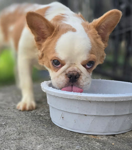 "Pistachio" Female Fluffy Pied Fawn French Bulldog [CLAIMED]