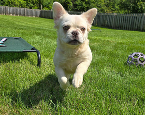 "Pearl" Female Platinum Fluffy French Bulldog