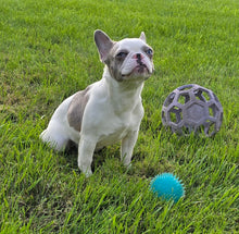 Load image into Gallery viewer, &quot;Pamela&quot; Female Merle Pied French Bulldog [CLAIMED]