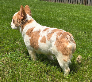 "Pistachio" Female Fluffy Pied Fawn French Bulldog [CLAIMED]