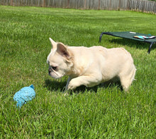 Load image into Gallery viewer, &quot;Pearl&quot; Female Platinum Fluffy French Bulldog