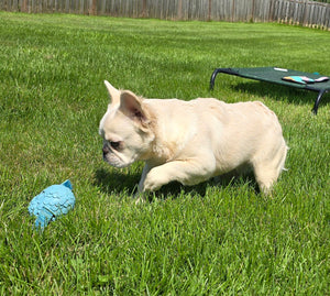 "Pearl" Female Platinum Fluffy French Bulldog