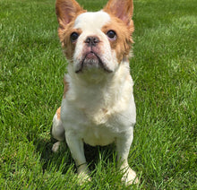 Load image into Gallery viewer, &quot;Pistachio&quot; Female Fluffy Pied Fawn French Bulldog [CLAIMED]