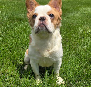 "Pistachio" Female Fluffy Pied Fawn French Bulldog [CLAIMED]