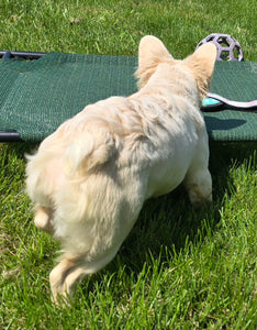 "Pearl" Female Platinum Fluffy French Bulldog