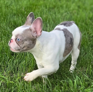 "Pamela" Female Merle Pied French Bulldog [CLAIMED]