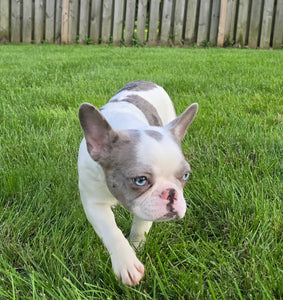 "Pamela" Female Merle Pied French Bulldog [CLAIMED]