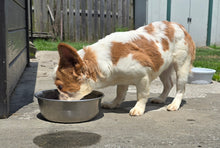 Load image into Gallery viewer, &quot;Pistachio&quot; Female Fluffy Pied Fawn French Bulldog [CLAIMED]