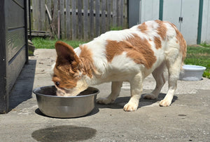 "Pistachio" Female Fluffy Pied Fawn French Bulldog [CLAIMED]