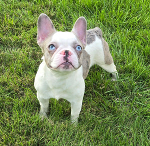 "Pamela" Female Merle Pied French Bulldog [CLAIMED]