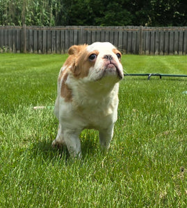 "Pistachio" Female Fluffy Pied Fawn French Bulldog [CLAIMED]