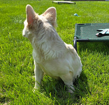 Load image into Gallery viewer, &quot;Pearl&quot; Female Platinum Fluffy French Bulldog