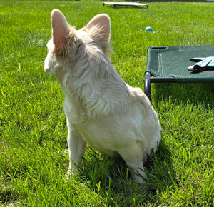 "Pearl" Female Platinum Fluffy French Bulldog