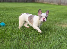 Load image into Gallery viewer, &quot;Pamela&quot; Female Merle Pied French Bulldog [CLAIMED]