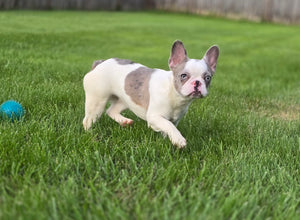 "Pamela" Female Merle Pied French Bulldog [CLAIMED]