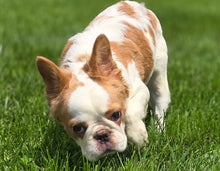 Load image into Gallery viewer, &quot;Pistachio&quot; Female Fluffy Pied Fawn French Bulldog [CLAIMED]