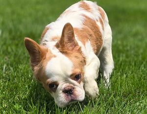 "Pistachio" Female Fluffy Pied Fawn French Bulldog [CLAIMED]