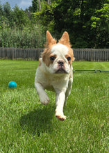 Load image into Gallery viewer, &quot;Pistachio&quot; Female Fluffy Pied Fawn French Bulldog [CLAIMED]