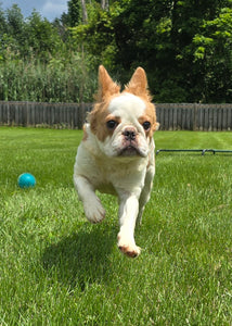 "Pistachio" Female Fluffy Pied Fawn French Bulldog [CLAIMED]