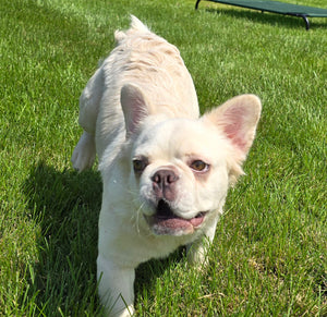 "Pearl" Female Platinum Fluffy French Bulldog