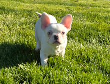 Load image into Gallery viewer, &quot;Jim&quot; Male French Bulldog