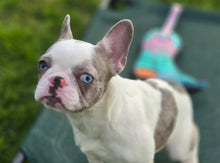 Load image into Gallery viewer, &quot;Pamela&quot; Female Merle Pied French Bulldog [CLAIMED]