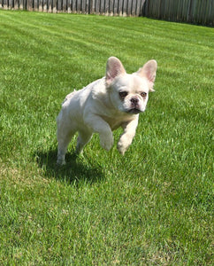 "Pearl" Female Platinum Fluffy French Bulldog