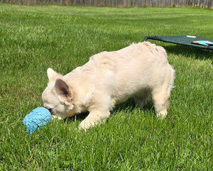 "Pearl" Female Platinum Fluffy French Bulldog