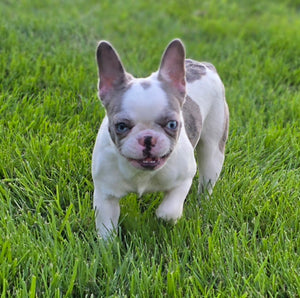 "Pamela" Female Merle Pied French Bulldog [CLAIMED]