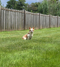 Load image into Gallery viewer, &quot;Pistachio&quot; Female Fluffy Pied Fawn French Bulldog [CLAIMED]